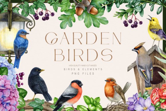 Garden Birds Watercolor Illustration Set Review