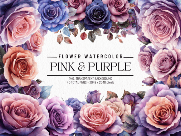 Pink and Purple Rose Watercolor Flowers Illustrations