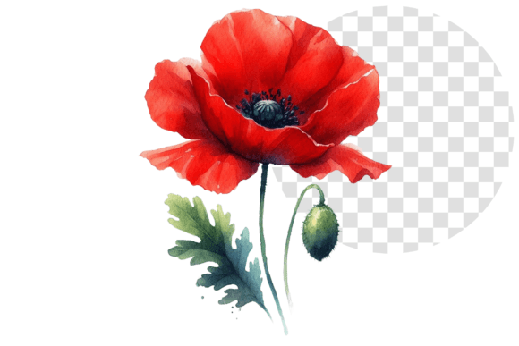 Poppify Watercolor Red Poppy Clipart Illustrations