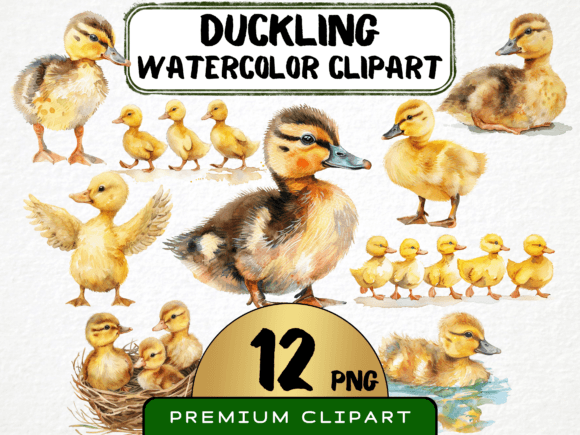 Watercolor Duckling Clipart 12 PNG Illustrations Review