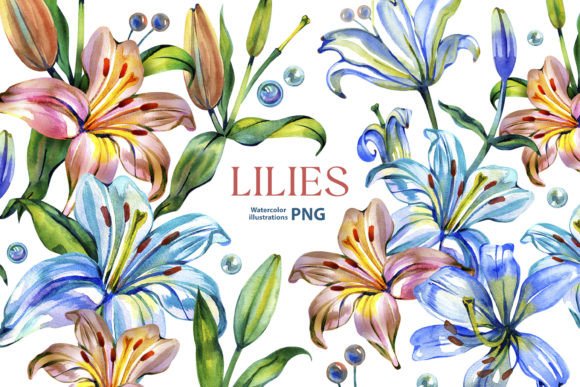 Watercolor Lilies Png Illustrations for Crafters