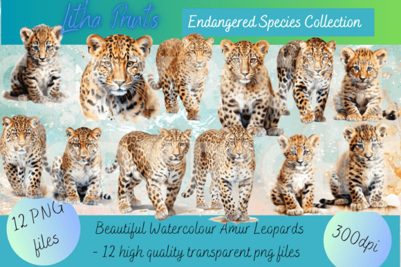 Watercolour Amur Leopards: Illustrations for Branding