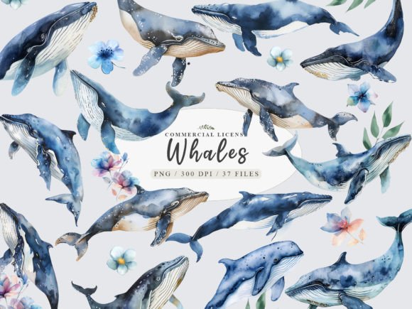 Whale Clipart & Watercolor PNG Illustrations